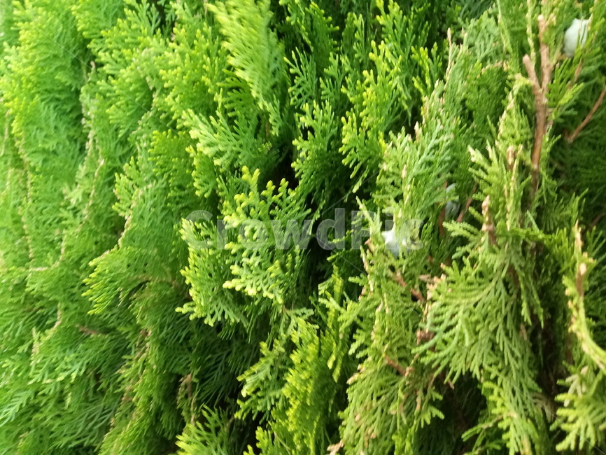 plant,식물,bush,부시,vegetation,초목,moss,이끼,green,자연,구과나무,초록,풀,식물,자연,plants,nature
