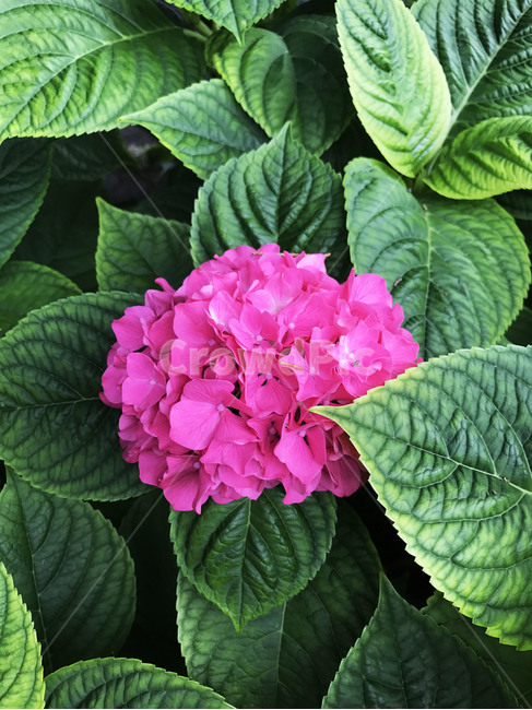 blossom,꽃,식물,plant,flower,수국,hydrangea