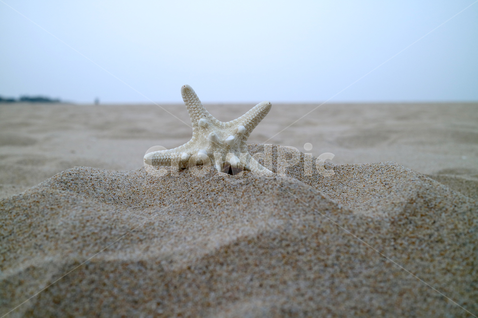 해변,여름,불가사리,모래사장,모래,바다,해수욕장,바캉스,휴가,계절,해변,바다,beach,sea