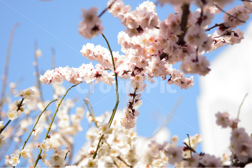매화,하늘,봄꽃,꽃,자연,풍경,봄,봄,계절,spring,season,식물,자연,plants,nature,꽃,flower,plant,blossom