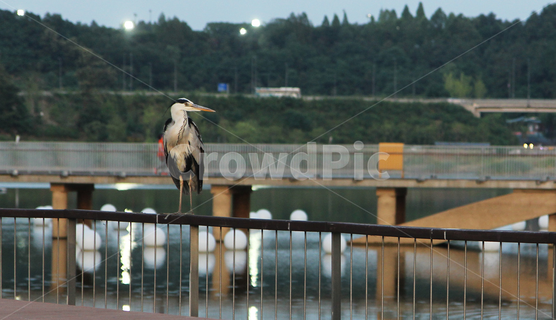 왜가리,새,난간,동물,bird,animal,동물,animal,조류,새,birds