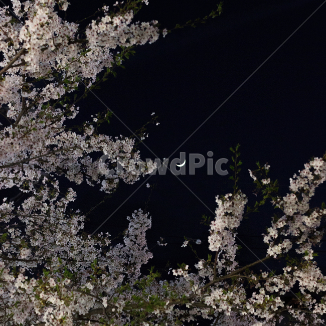 벚꽃,밤벚꽃,초승달,벚꽃야경,풍경,야간벚꽃,꽃,달,봄,계절,spring,season,야경,밤,풍경,nightscape,night,landscape,plant,식물,cherry blossom,blossom,flower