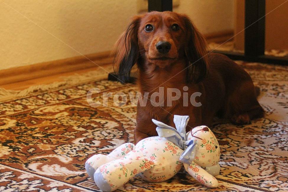 dog,animal,pet,개,동물,애완동물,동물,animal,포유류,mammal,개,강아지,dog,doggy