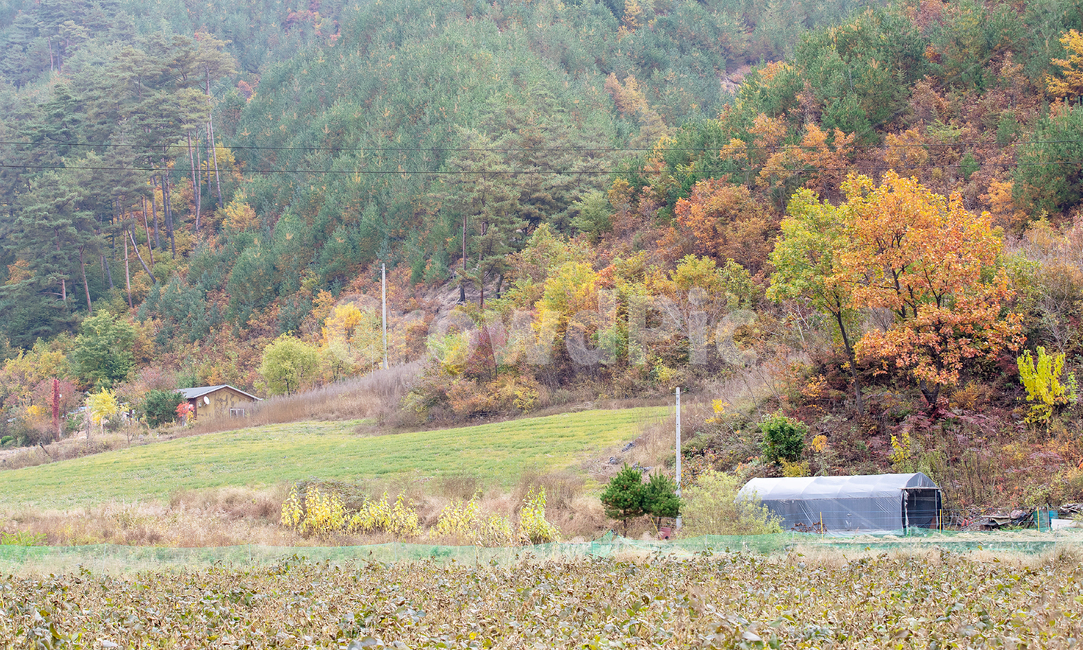 들판,가을,plant,식물,tree,나무,nature,옥외,outdoors,자연,시골,마을,풍경,landscape,country,rural,town