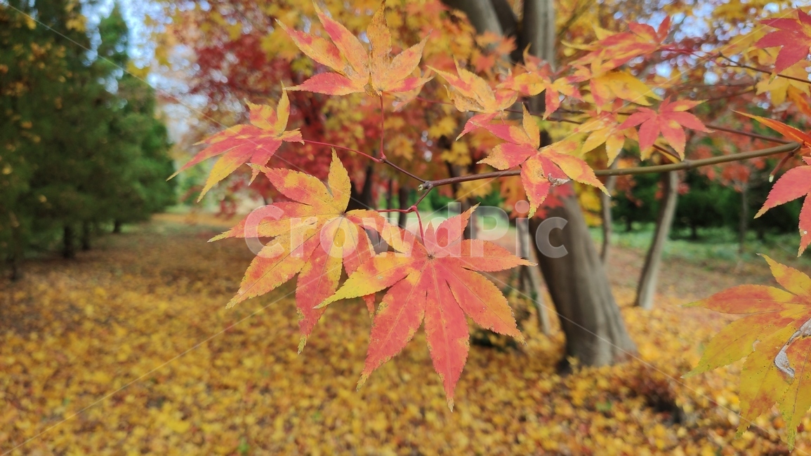 엽록소,애기단풍,가을단풍,가을,plant,식물,leaf,잎,tree,나무,maple,단풍,가을,계절,fall,autumn,season,식물,자연,plants,nature,나무,trees,wood