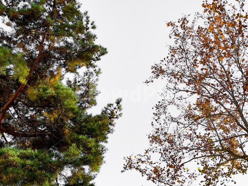 tree,나무,plant,식물,초록,반반