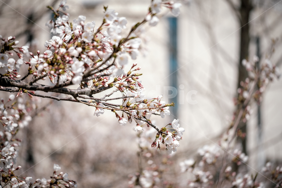 꽃,벚꽃,한국,일산,봄,봄,계절,spring,season,식물,자연,plants,nature,꽃,flower,plant,blossom