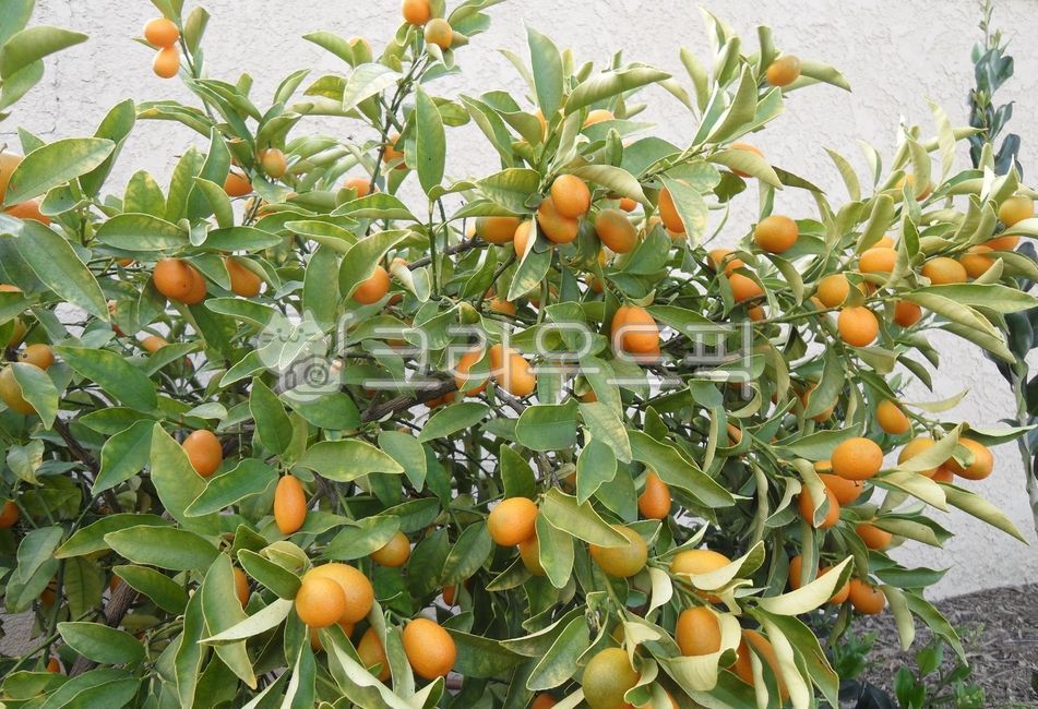 낑깡,금감,금귤,킨칸,kumquat,여름,노란색,노란과일,fruit,과일,귤속식물,citrus