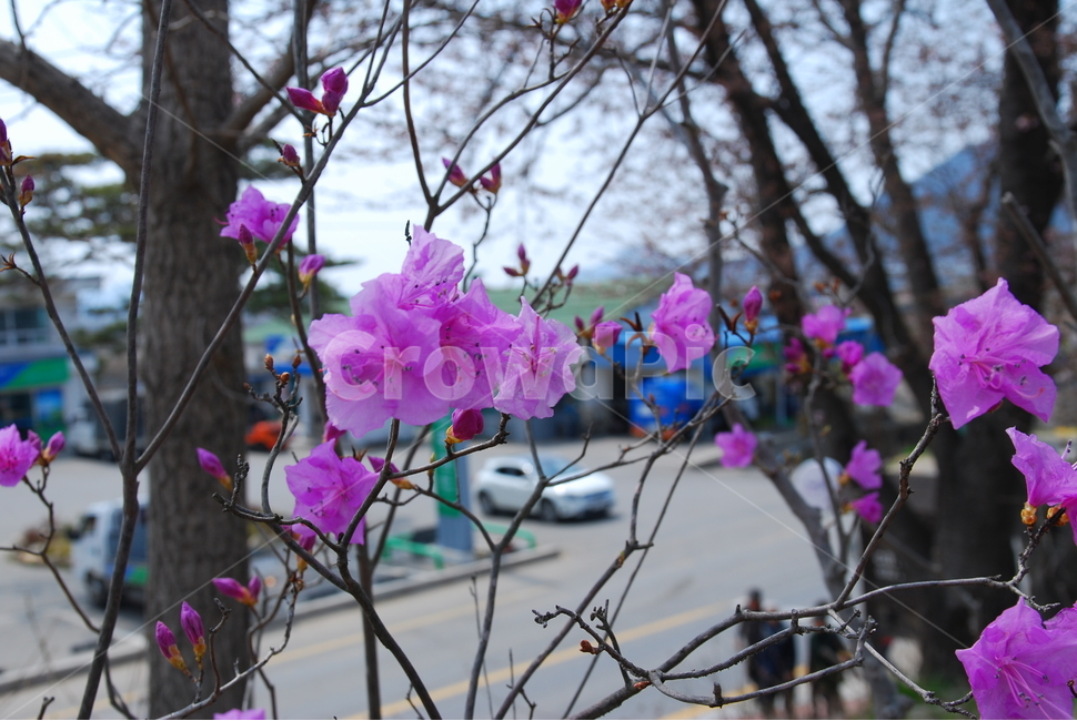 진달래,강화도축제,진달래축제,봄,4월,식물,자연,plants,nature,꽃,flower