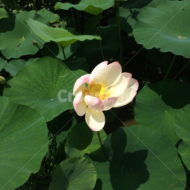 lotusleaf,lotus,연꽃,연잎,연꽃풍경,뿌리줄기식물,하얀꽃,flowers,식물,blossom,꽃,plant