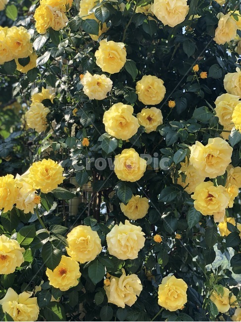 plant,식물,flower,꽃,blossom,장미,rose