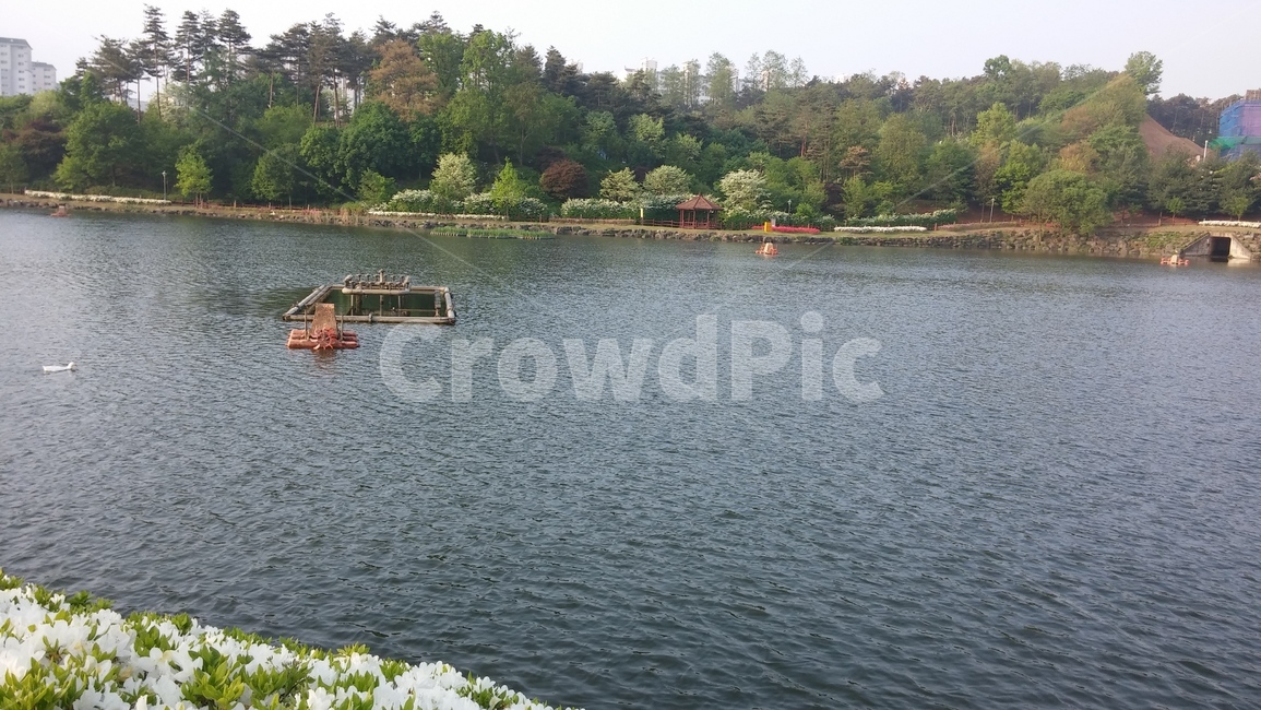 물,자연,오리,숲,저수지,water,nature