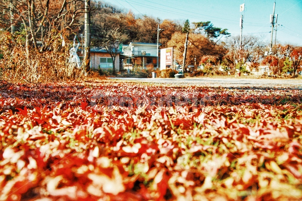 낙옆,나뭇잎,단풍,단풍나무,가을,가을,계절,fall,autumn,season