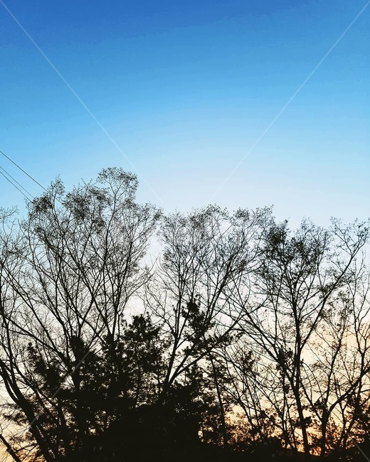 나무,풍경,자연,nature,background,tree,산,mountain