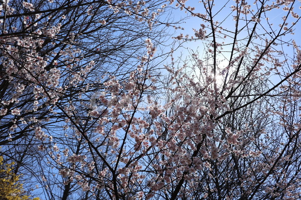 벚꽃,봄,봄꽃,분홍색,하늘