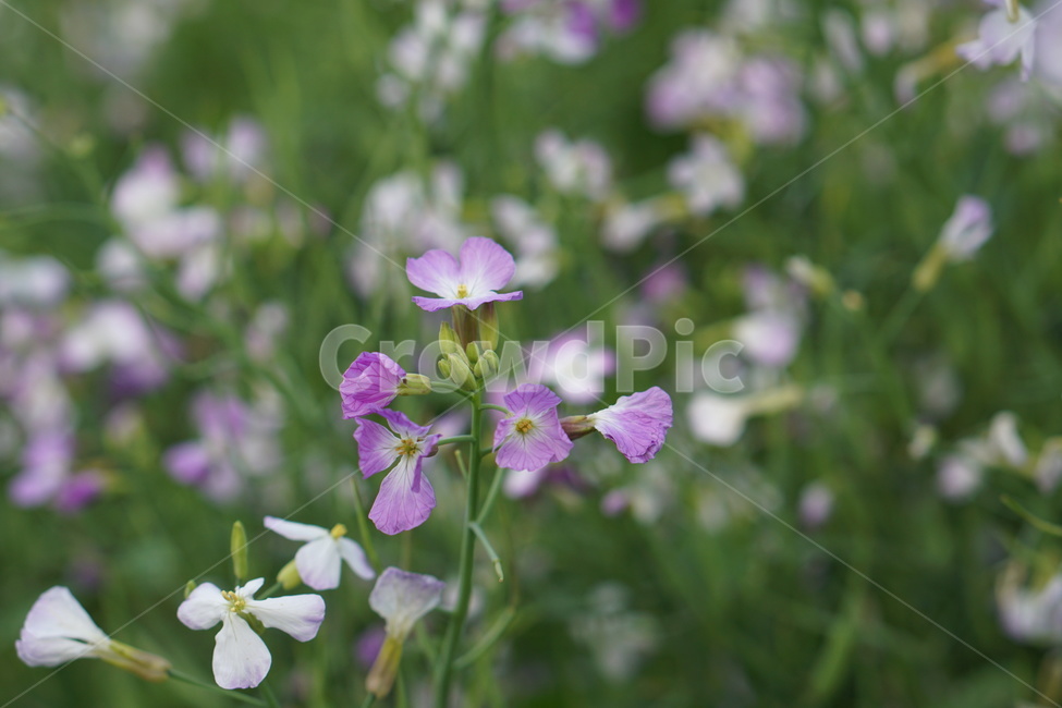 꽃,무꽃,무,봄,자연,채소,식물,자연,plants,nature,꽃,flower