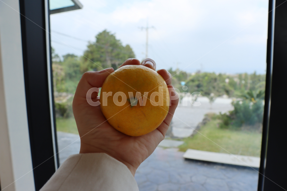 귤,감귤,손,손귤,과일,food,fruit,과일,열매,fruit