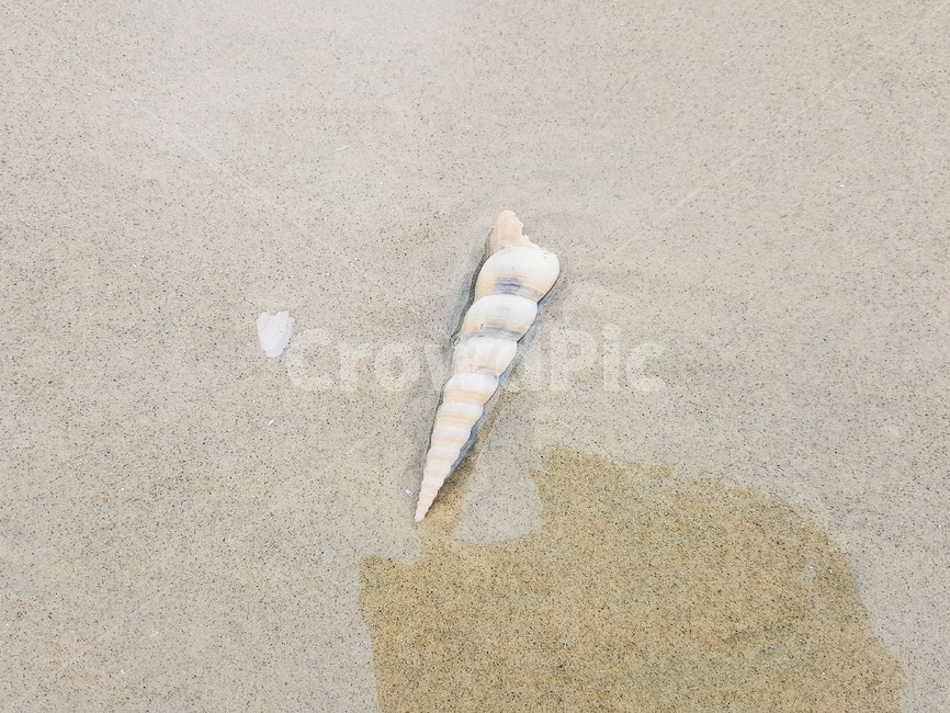 모래,조개껍질,seashell,sand,sea