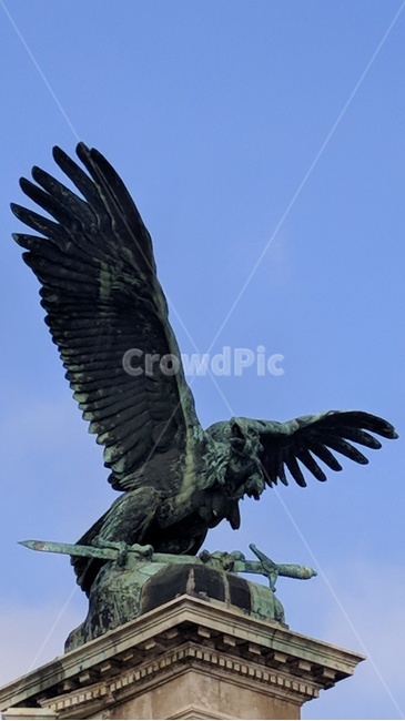 bird,새,트룰,헝가리,독수리