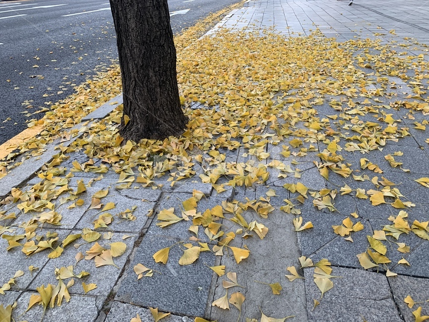 plant,식물,tree,나무,은행나무,가을,계절,fall,autumn,season