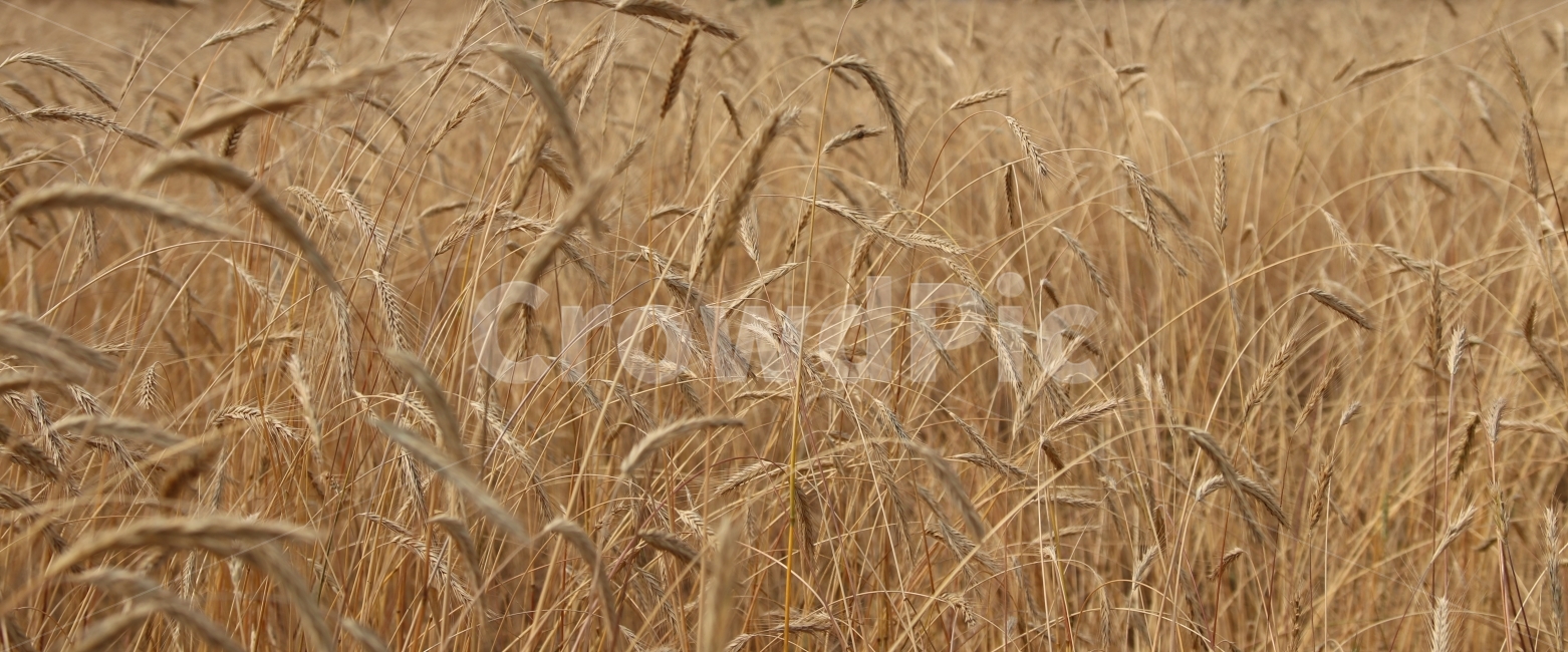 호밀,밀,밀밭,호밀밭,가을,가을느낌,rye,wheat,fall,autumn,가을,계절,fall,autumn,season,식물,자연,plants,nature,plant,food,음식,vegetable,야채,grain,곡물
