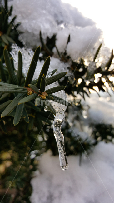 나무,눈,얼음,겨울,고드름,겨울,계절,winter,season