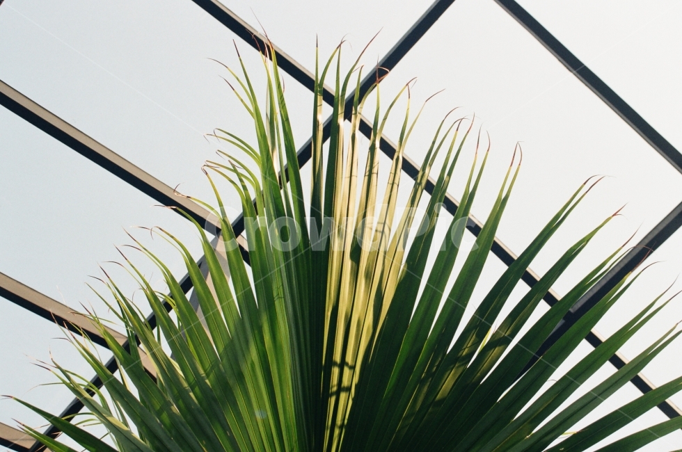 여름,식물,하늘,정글,도시,휴식,식물,자연,plants,nature