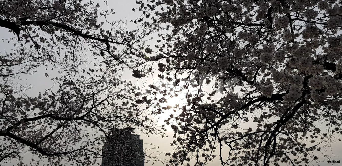 실루엣,blossom,flower,식물,plant,벚꽃,꽃,cherryblossom,나무