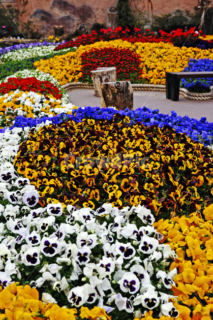 팬지,팬지꽃,봄꽃,꽃,pansy,flower,꽃,flower