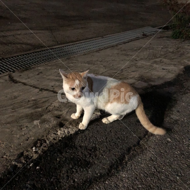 고양이,야행성,밤,경계,감성,동물,animal,포유류,mammal,고양이,cat,kitten,kitty