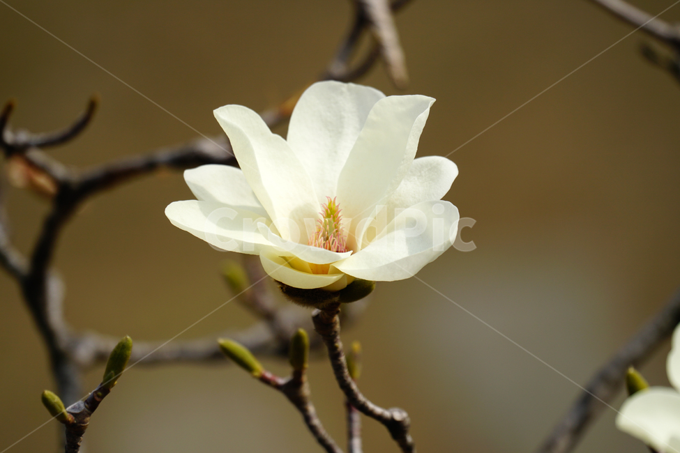 목련,봄꽃,한국자연,꽃,꽃사진,플라워,flower,봄,spring,식물,plants,자연,nature,풍경,landscape,계절,season,snap,스냅,접사,macro,closeup,클로즈업,감성사진,감성,힐링,healing,느낌,feel,feeling,꽃밭,화단,나무,나뭇가지,tree,꽃봉오리,4월,April,목련꽃,봄,계절,spring,season,식물,자연,plants,nature,꽃,flower,plant