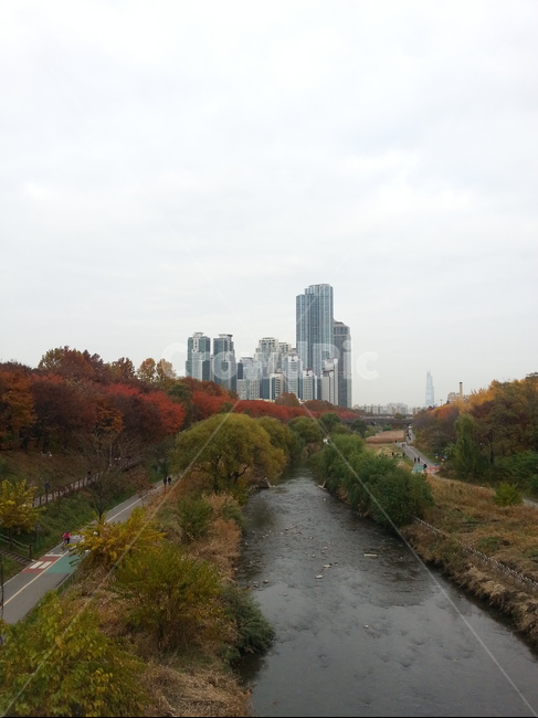 양재천,가을,공원,산책,자연