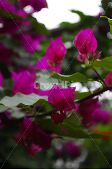 부겐베리아,꽃,식물,flower,plant,식물,자연,plants,nature,꽃,flower