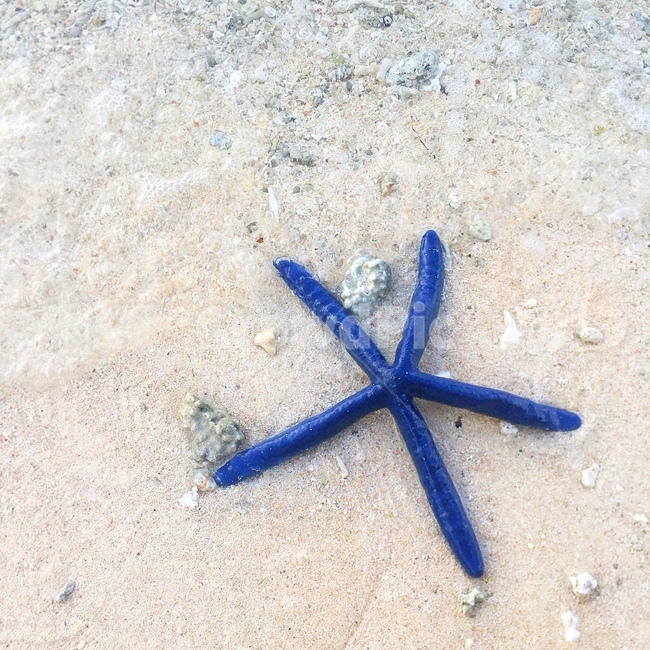 바다,조약돌,불가사리,물,해변,beach,starfish,수산물,해산물,fishery products,seafood