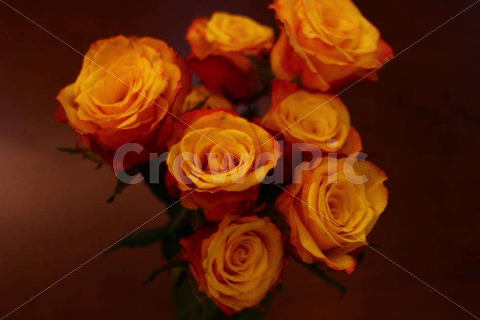 장미꽃,노란장미,꽃,꽃병,장미,테이블,화병,감성사진,아늑한,아름다운,자연,rose,yellowrose,pot,table,sensitive,nature,접사,어두운,음영,향기로운,식물,자연,plants,nature,꽃,flower
