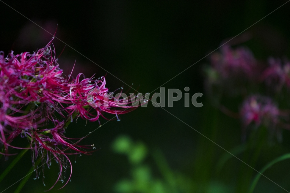 꽃,꽃무릇,선운사,새벽,감성,식물,자연,plants,nature,꽃,flower