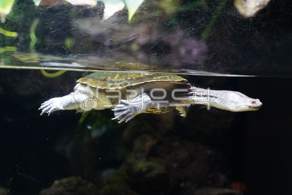 turtle,ten longevity,sea,under the sea,aquarium,fish,seaweed,moss,underthesea,fish,sea,aquarium