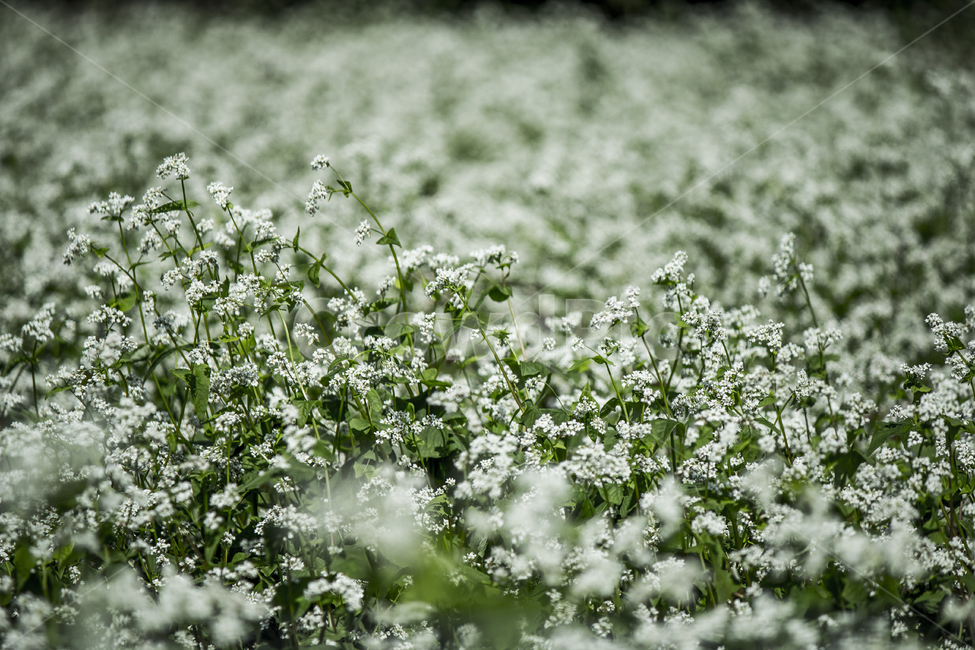 메밀꽃,꽃,가을,북천,감성,식물,자연,plants,nature,꽃,flower