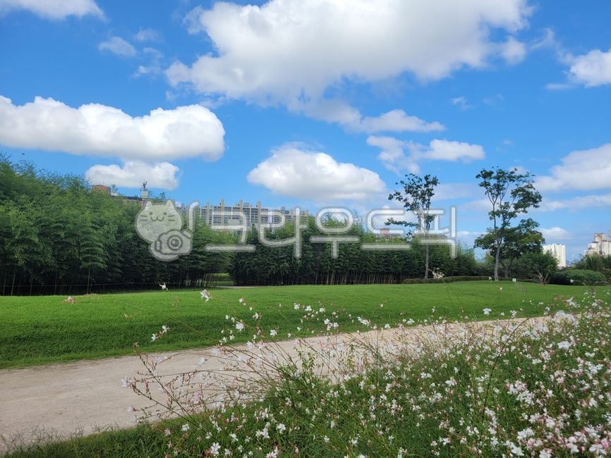 sky,nature,stroll,flower road,calyx,flower,cloud,outdoor,trail,plant,puffy clouds,park,walk
