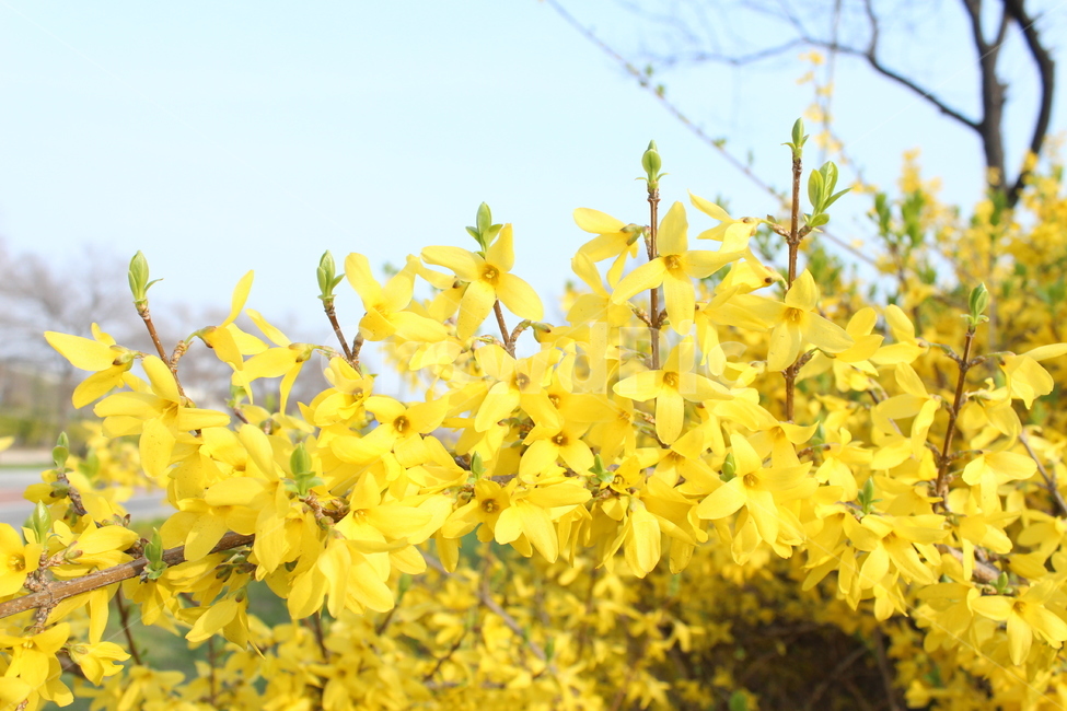 개나리,노란꽃,야생화,꽃,꽃밭,꽃배경,봄배경,풍경,봄풍경,봄,계절,spring,season,식물,자연,plants,nature,꽃,flower,plant,blossom