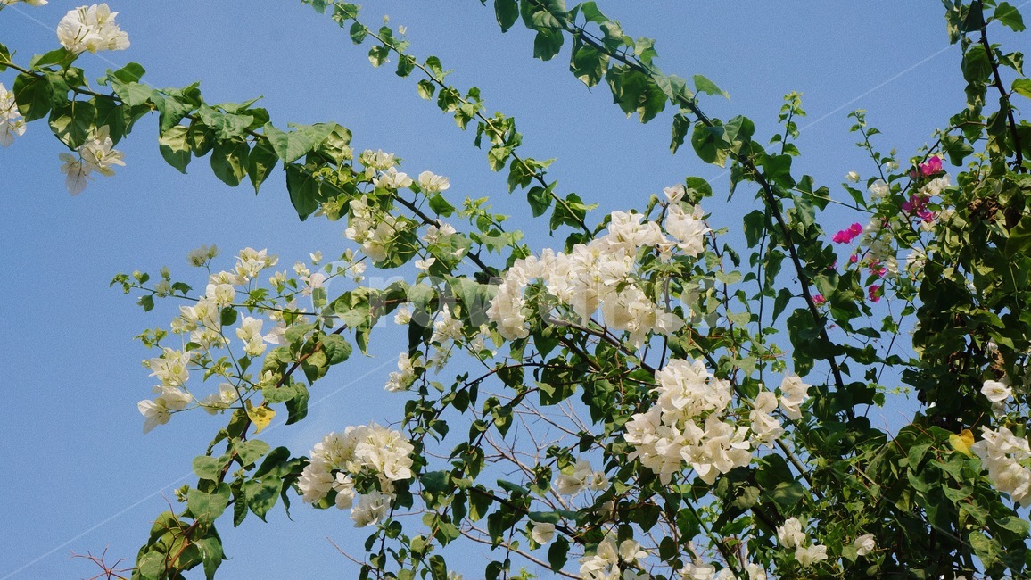 식물,꽃,흰색꽃,flower,하늘,식물,자연,plants,nature,꽃,flower