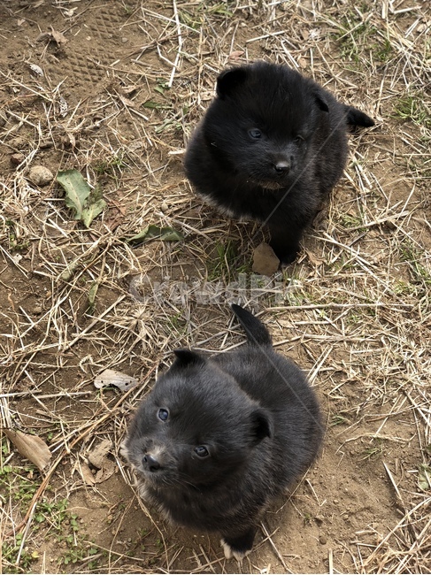 쌍둥이,강아지,검은색강아지,귀여움,마당,동물,animal,포유류,mammal,개,강아지,dog,doggy