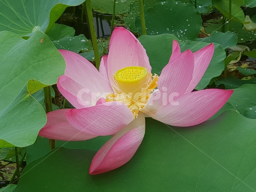 연꽃,꽃,수련,식물,lotusblossom,flower,연,수초,식물,자연,plants,nature,꽃,flower