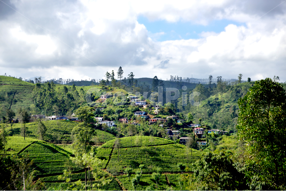 스리랑카,차밭,하톤,srilanka,teaestate,hatton,풍경,outdoors,nature,자연,landscape,경치,실론티,ceylontea