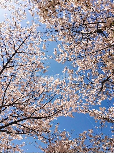 벚꽃,꽃,봄,하늘,벚꽃길,꽃놀이,꽃하늘,벚꽃하늘,햇살,풍경,봄,계절,spring,season,자연,풍경,nature,landscape,plant,식물,blossom,cherry blossom,flower