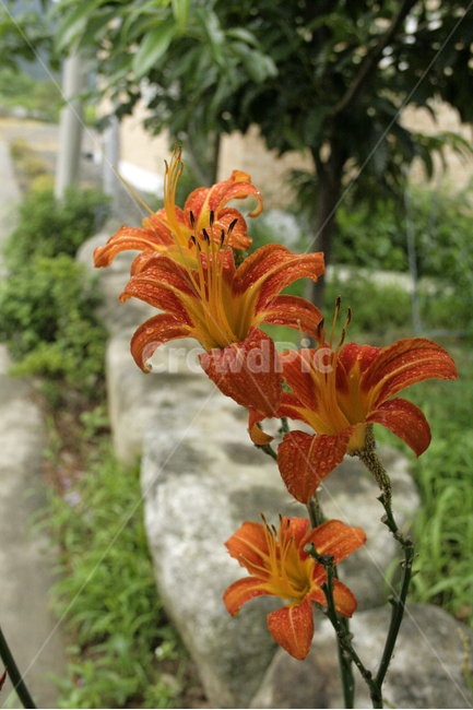 홑왕원추리,식물,flower,plants,nature,꽃,꽃봉오리,식물,자연,plants,nature,꽃,flower