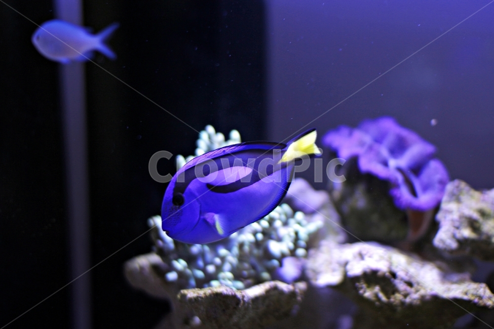 물고기,어류,열대어,fish,어항,수족관,푸른빛,blue,동물,animal,어류,물고기,fish