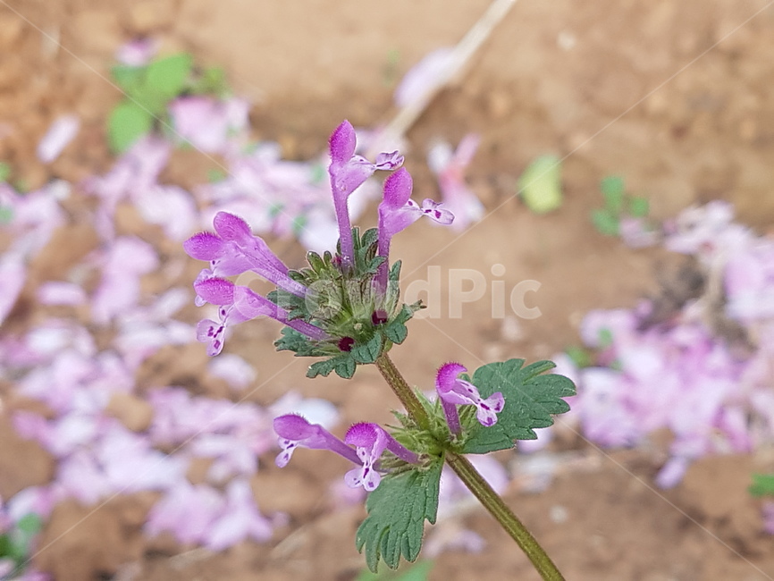 야생화,봄,geranium,꽃,식물