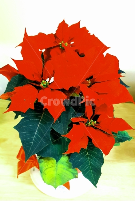 leaf,잎,plant,식물,화분