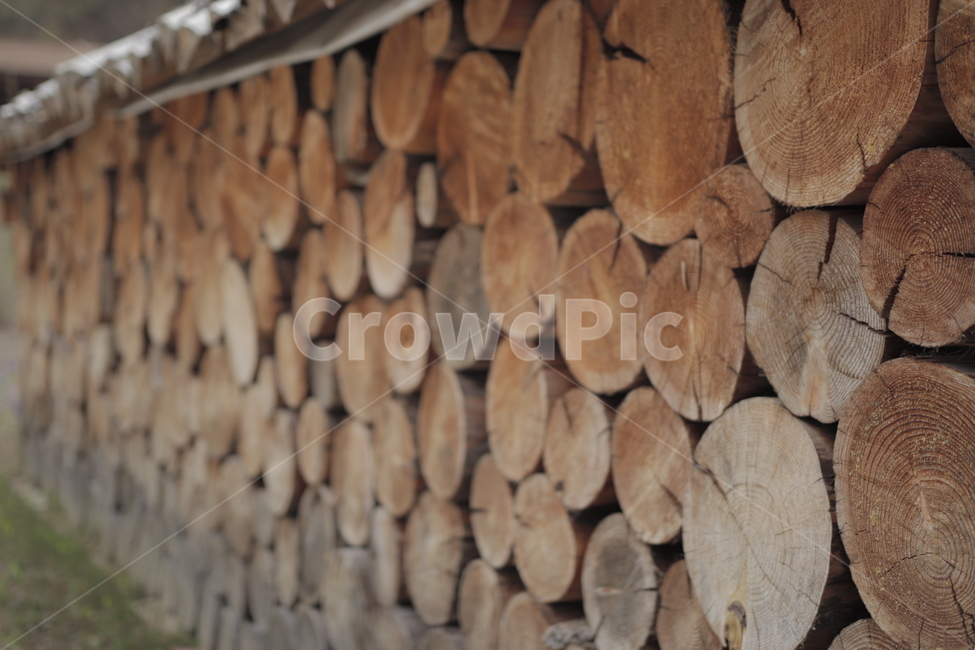 나무,목재,담장,나이테,패턴,갈라짐,나무담장,반복,나무,trees,wood
